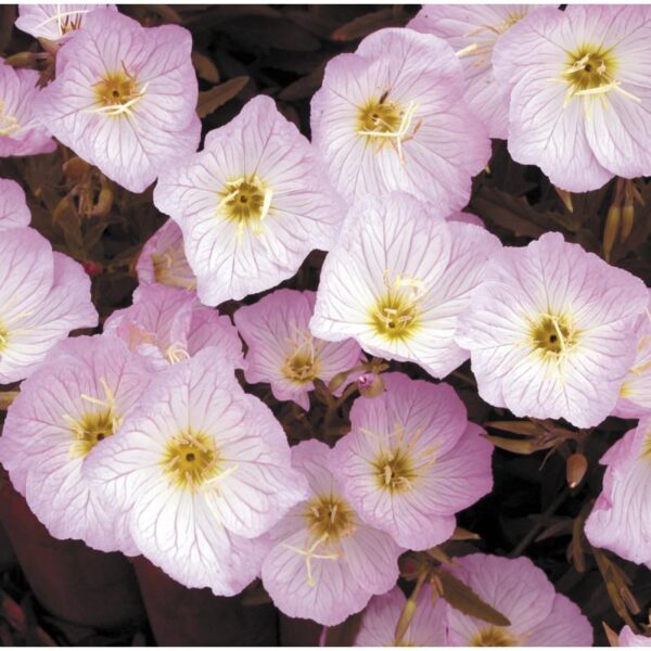 Oenothera 'Evening Primrose 'Siskiyou Pink' LARGE Perennial Plug Plants Pack x6