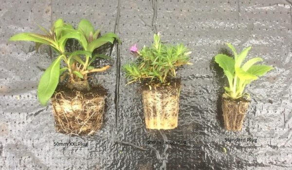 Oenothera 'Evening Primrose 'Siskiyou Pink' LARGE Perennial Plug Plants Pack x6