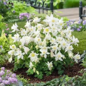 Aquilegia Earlybird™ White F1 Plug Plants Pack x6