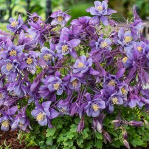Aquilegia Earlybird™ Purple-Blue F1 Plug Plants Pack x6