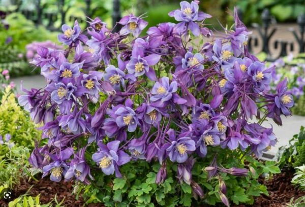 Aquilegia Earlybird™ Purple-Blue F1 Plug Plants Pack x6