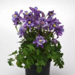 Aquilegia Earlybird™ Purple-Blue F1 Plug Plants Pack x6