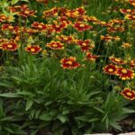 Coreopsis UpTick™ 'Red' Perennial LARGE Plug Plants Pack x6