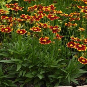Coreopsis UpTick™ 'Red' Perennial LARGE Plug Plants Pack x6