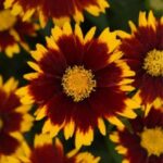 Coreopsis UpTick™ 'Red' Perennial LARGE Plug Plants Pack x6