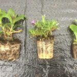 Coreopsis UpTick™ 'Red' Perennial LARGE Plug Plants Pack x6