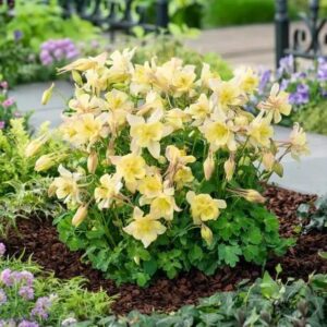 Aquilegia Earlybird™ Yellow F1 Plug Plants Pack x6