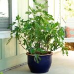 Fig Tree Ficus Carica 'Little Miss Figgy' in 9cm Pot