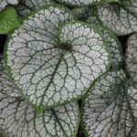 Brunnera Macrophylla 'Sea Heart' ' Perennial LARGE Plug Plants Pack x3