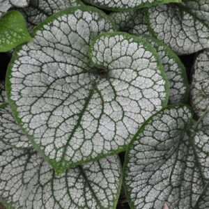 Brunnera Macrophylla 'Sea Heart' ' Perennial LARGE Plug Plants Pack x3