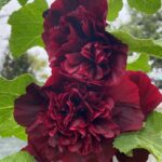 Hollyhock Chater's Double Maroon Perennial LARGE Plug Plants Pack x6