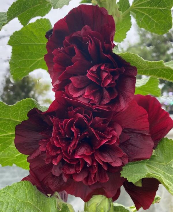 Hollyhock Chater's Double Maroon Perennial LARGE Plug Plants Pack x6