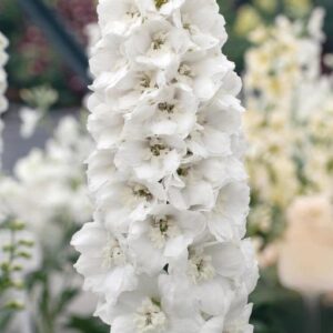 Delphinium 'Guardian White’ Perennial Plug Plants Pack x6