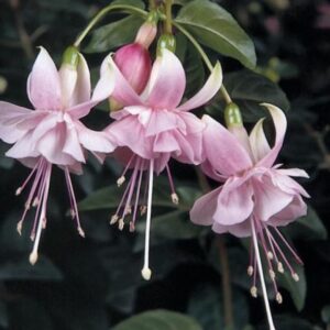 Trailing Giant Fuchsia 'Claudia' Plug Plants Pack x6