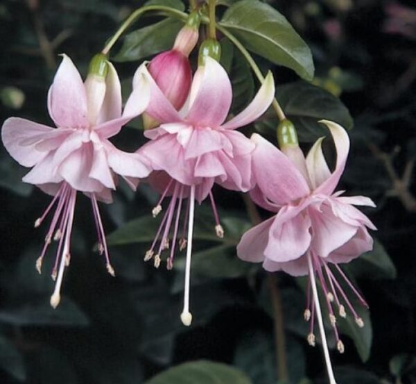 Trailing Giant Fuchsia 'Claudia' Plug Plants Pack x6