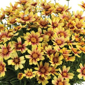 Coreopsis SOLANNA™ Sunset Burst Plug Plants Pack x6