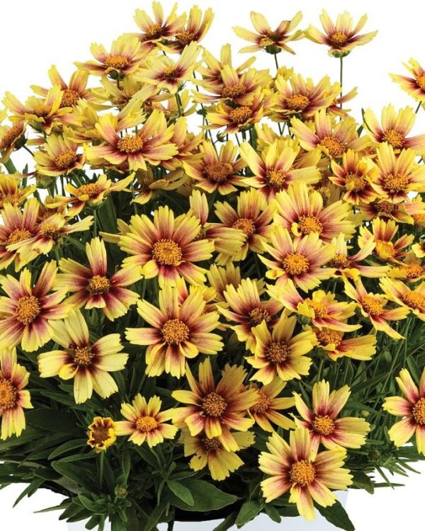 Coreopsis SOLANNA™ Sunset Burst Plug Plants Pack x6