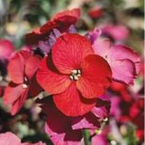 Erysimum Colour Vibe Red Perennial Wallflower Pack x6 LARGE Plug Plants