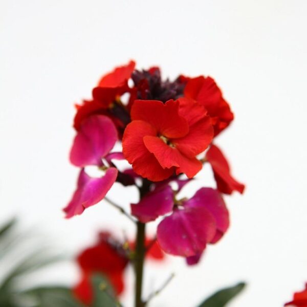 Erysimum Colour Vibe Red Perennial Wallflower Pack x6 LARGE Plug Plants