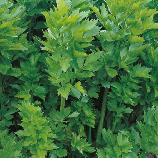 Lovage Levisticum Officinale Herb Plug Plants Pack x6