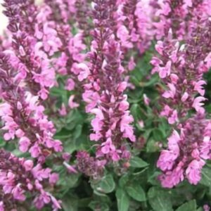 Salvia Superba 'Edula Rose' Perennial 9cm Pot Plants Pack x3
