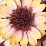 Osteospermum Cape Daisy 3D 'Banana Shake Summer Plug Plants Pack x6