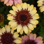 Osteospermum Cape Daisy 3D 'Banana Shake Summer Plug Plants Pack x6