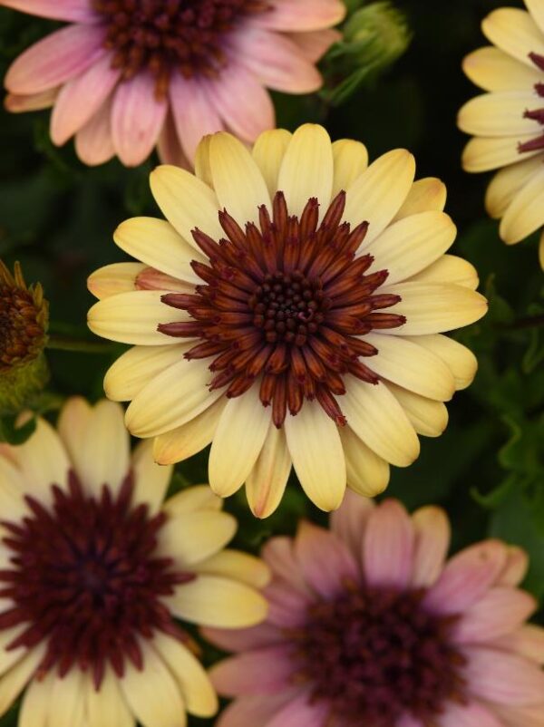Osteospermum Cape Daisy 3D 'Banana Shake Summer Plug Plants Pack x6