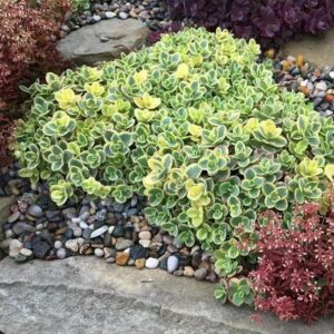 Sedum SunSparkler® Lime Twister LARGE Plug Plants Pack x6