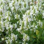 Stachys 'White Lightning' LARGE Perennial Plug Plants Pack x6