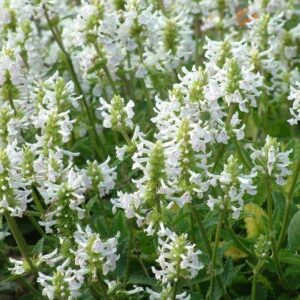 Stachys 'White Lightning' LARGE Perennial Plug Plants Pack x6