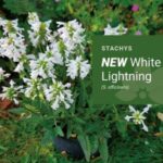 Stachys 'White Lightning' LARGE Perennial Plug Plants Pack x6