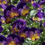 Viola Cornuta Celestial™ Northern Lights Perennial LARGE Plug Plants Pack x6