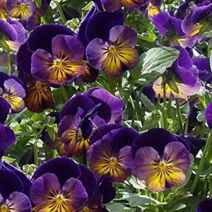 Viola Cornuta Celestial™ Northern Lights Perennial LARGE Plug Plants Pack x6
