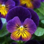 Viola Cornuta Celestial™ Northern Lights Perennial LARGE Plug Plants Pack x6