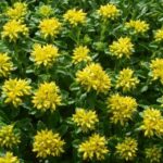 Sedum Kamtschaticum Little Miss Sunshine Pack x6 Plug Plants