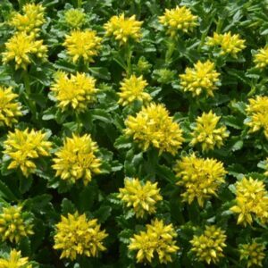 Sedum Kamtschaticum Little Miss Sunshine Pack x6 Plug Plants