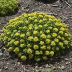 Sedum Kamtschaticum Little Miss Sunshine Pack x6 Plug Plants