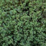 Sedum Cauticola 'Steel The Show' Pack x6 Plug Plants