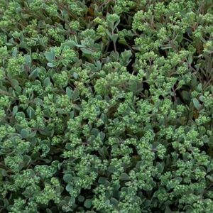 Sedum Cauticola 'Steel The Show' Pack x6 Plug Plants