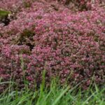 Sedum Cauticola 'Steel The Show' Pack x6 Plug Plants