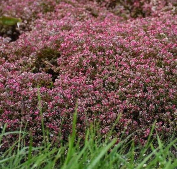 Sedum Cauticola 'Steel The Show' Pack x6 Plug Plants