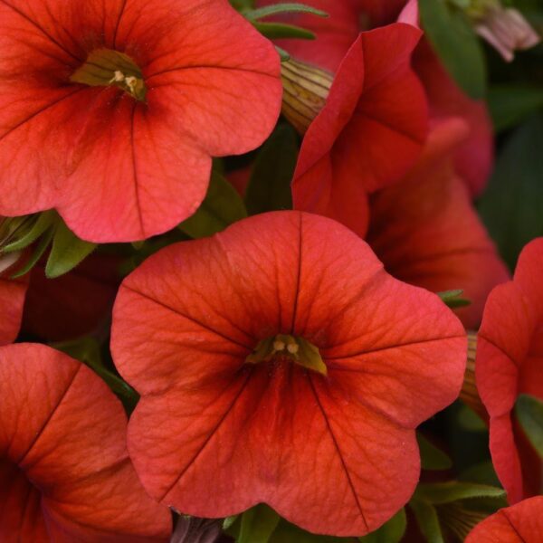 Calibrachoa Trailing Mini Petunias Million Bells Cabaret 'Orange' Plug Plants Pack x6