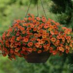 Calibrachoa Trailing Mini Petunias Million Bells Cabaret 'Orange' Plug Plants Pack x6