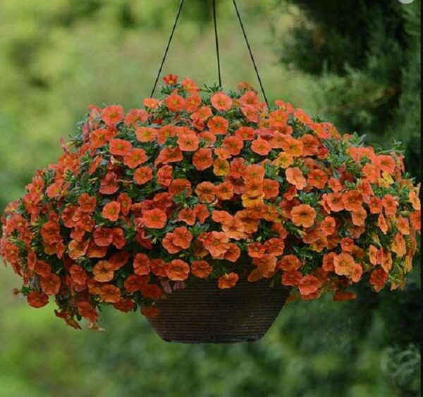 Calibrachoa Trailing Mini Petunias Million Bells Cabaret 'Orange' Plug Plants Pack x6
