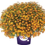 Bidens 'Blazing Glory' Summer Basket/Bedding Plug Plants Pack x6
