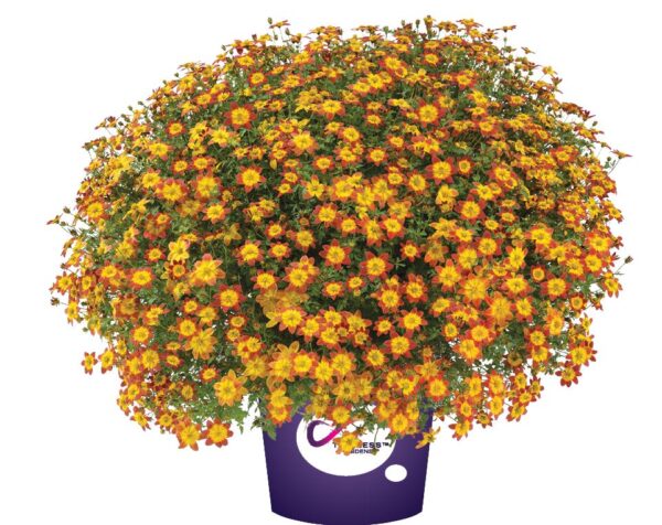 Bidens 'Blazing Glory' Summer Basket/Bedding Plug Plants Pack x6