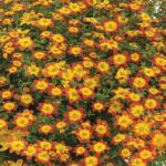 Bidens 'Blazing Glory' Summer Basket/Bedding Plug Plants Pack x6