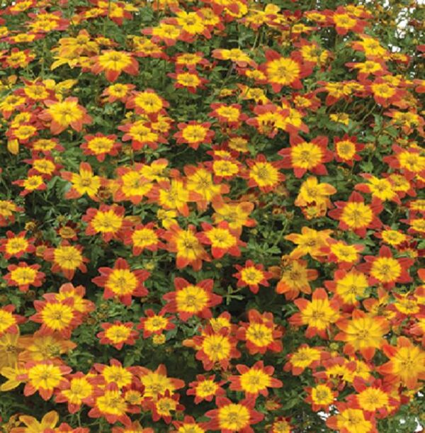 Bidens 'Blazing Glory' Summer Basket/Bedding Plug Plants Pack x6