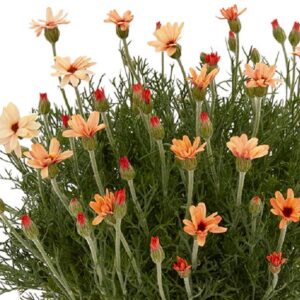 Rhodanthemum Zagora® Orange ( Moroccan Daisy) Pack x6 Plug Plants